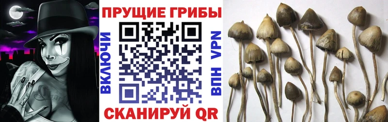 Купить закладки  Отрадная  Галлюциногенные грибы MAGIC MUSHROOMS 